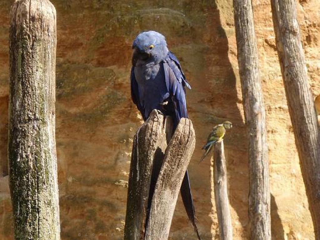 149 BIO PARC DE DOUE LA FONTAINE 6- 2016_000008.jpg